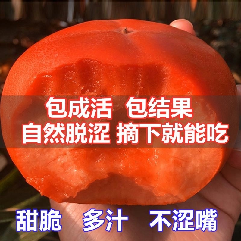 阳丰甜柿苗  自然脱涩 优质嫁接苗 现挖保湿发货 死苗免费补发