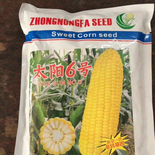 巨鹿县甜玉米种子 长年供应，甜，糯玉米种子。供应鲜玉米