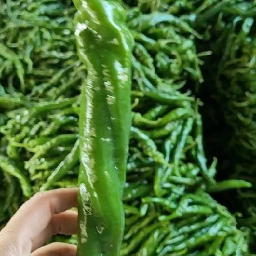费县螺丝椒，！