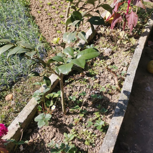 湄潭县茶花树 80~100cm