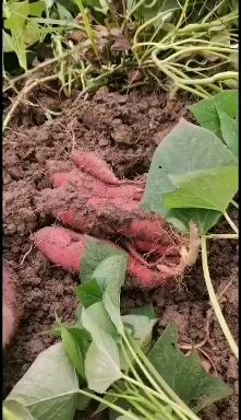 红心红薯 四川省南充市西充县 混装通货 红皮