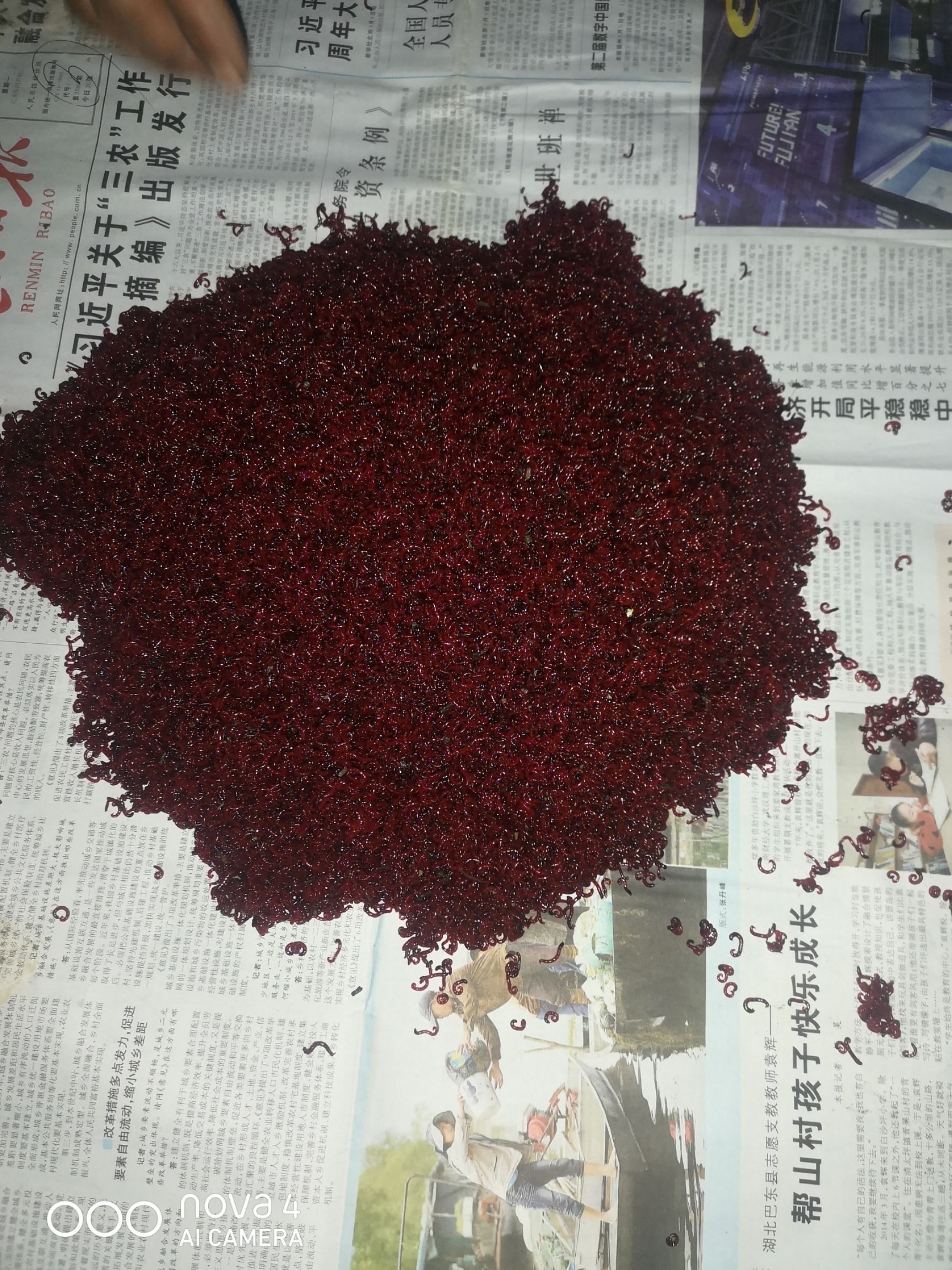 红虫  长期有货