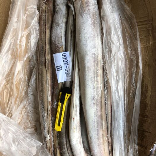 福清市海鳗  鳗鱼 伊朗 规格500克以下/单尾手续单证齐全