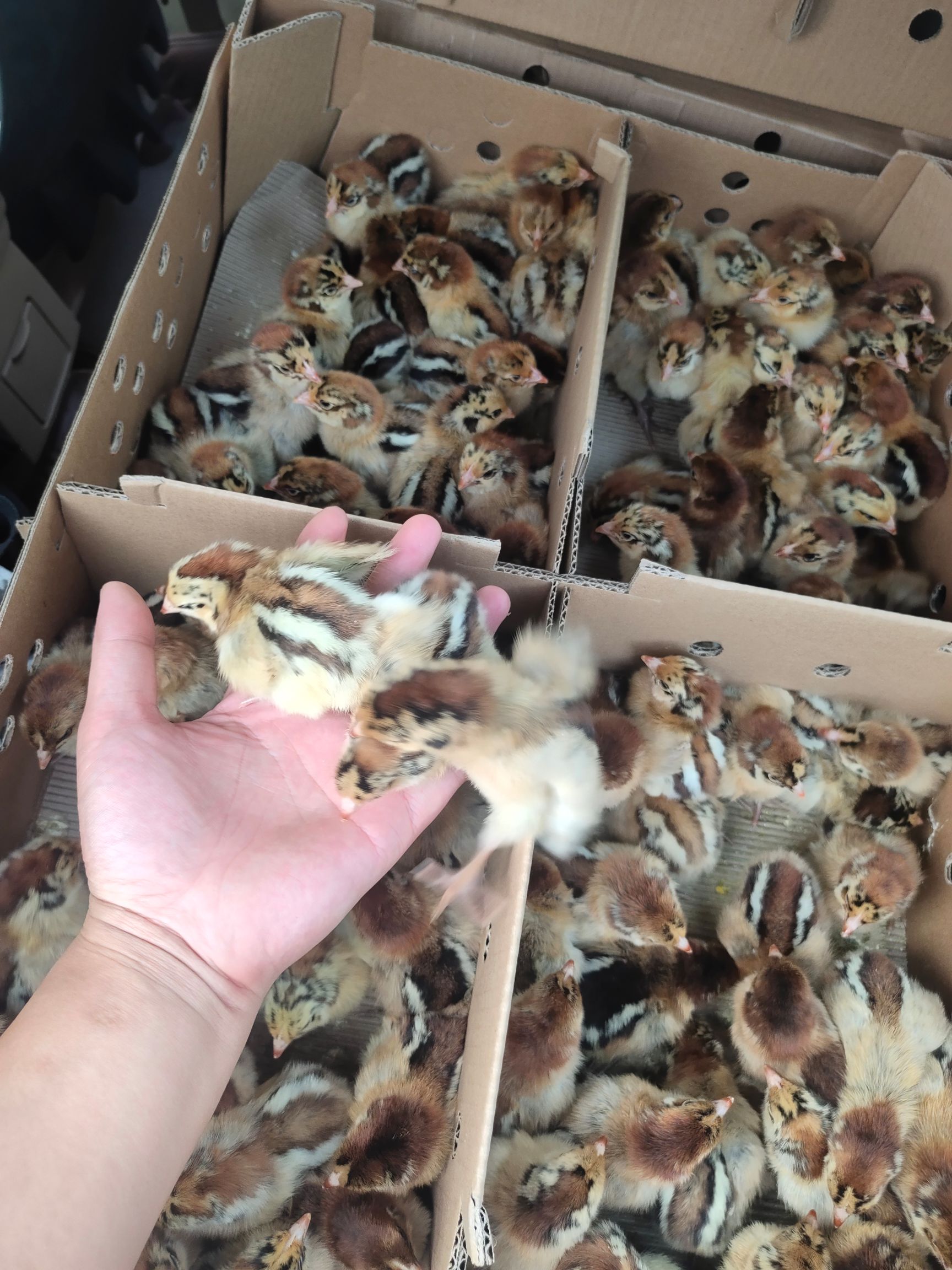 温氏A2青脚麻鸡苗批发 青脚麻肉鸡苗 铁脚麻鸡苗供应