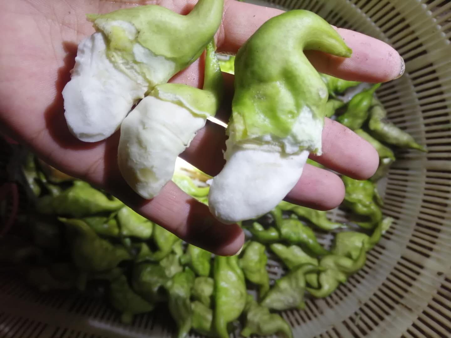 特大菱角   （可作种）