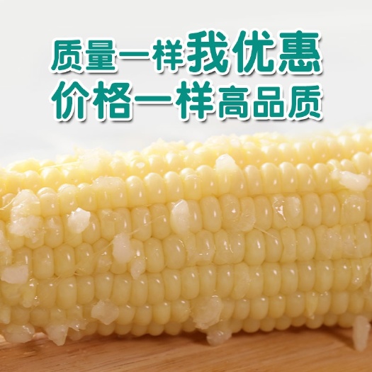 现货批发2.2/根新鲜现摘真空灭菌东北白糯玉米甜玉米粘玉米