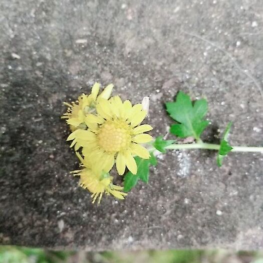 邛崃市黄菊 纯，