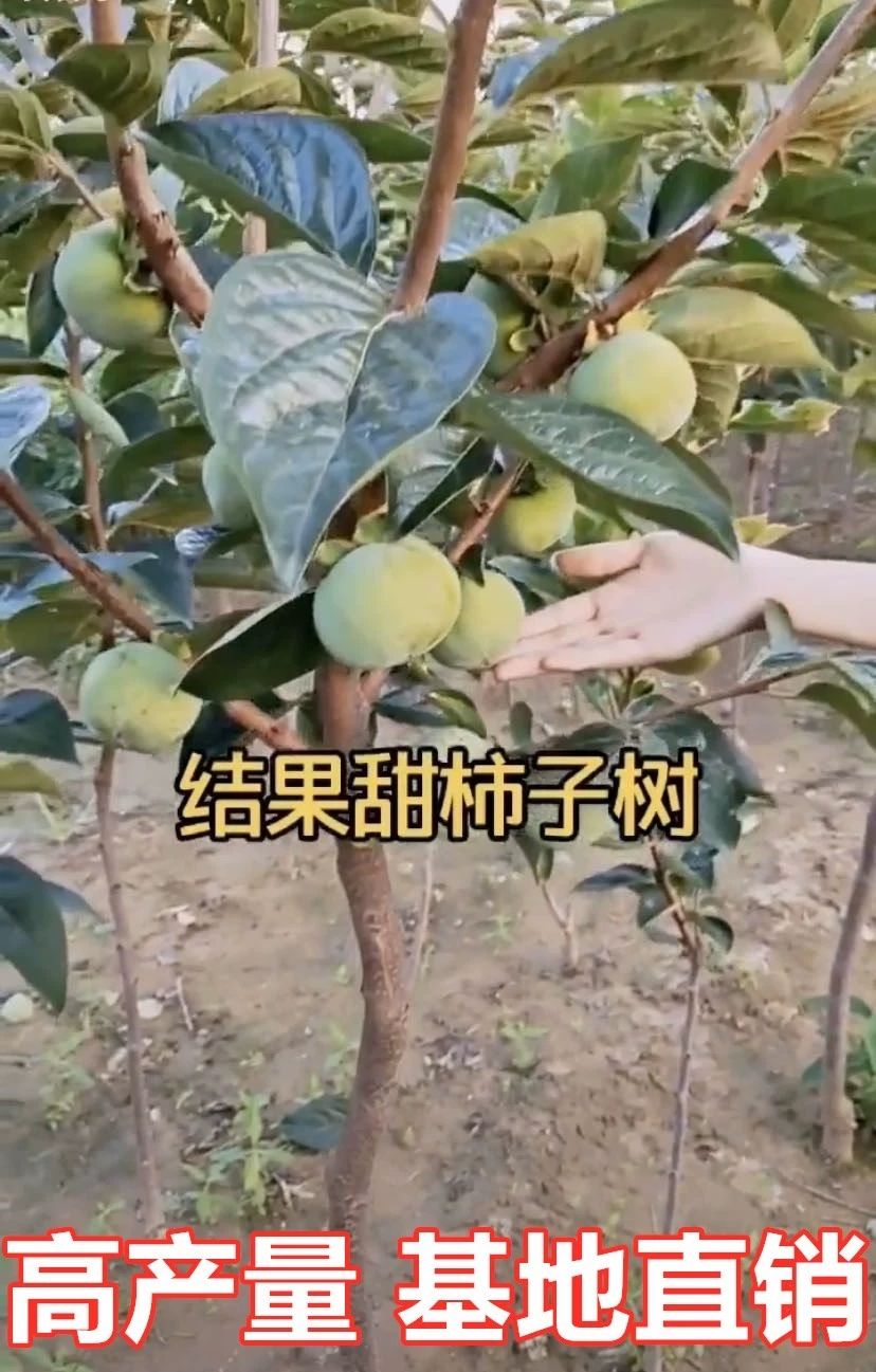 阳丰甜柿苗  自然脱涩 优质嫁接苗 现挖保湿发货 死苗免费补发