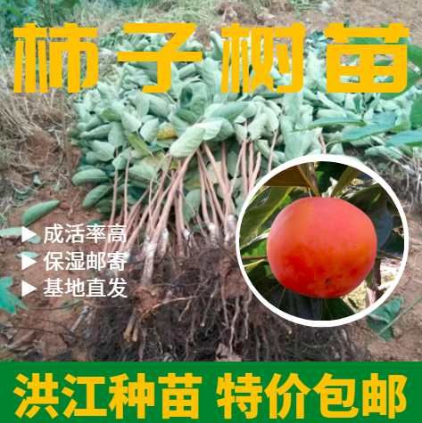 洪江市太秋甜柿苗，采用雪峰山特有野生柿子做砧木，嫁接亲和力好。