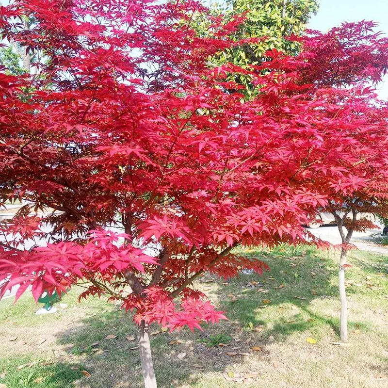 红枫树苗四季中国红日本红舞姬景观盆栽园林绿化苗木庭院耐寒植物
