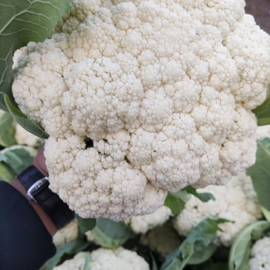 东台市白花菜花 适中 江苏省盐城市东台市 1~2斤