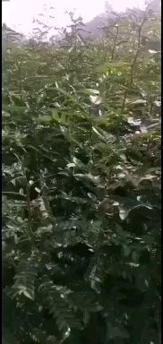 藥用皂角樹苗