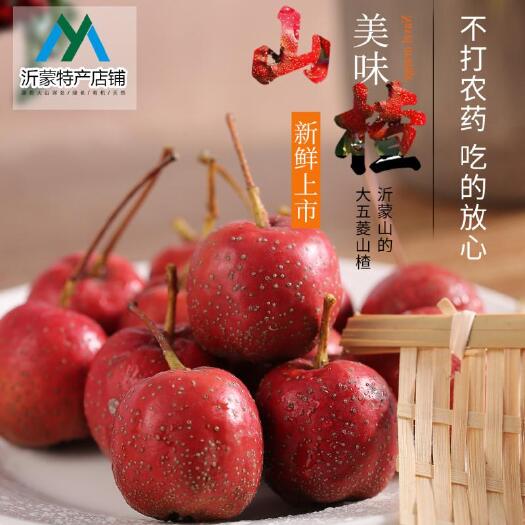 蒙阴县大金星山楂  大五棱山楂果！做糖葫芦糖雪球专用！酸甜爽口！果