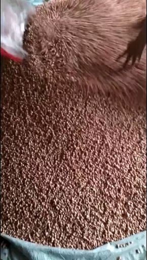 成都产地河南白沙花生米