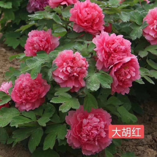 菏泽观赏牡丹  菏泽牡丹品种齐全意种植好成活