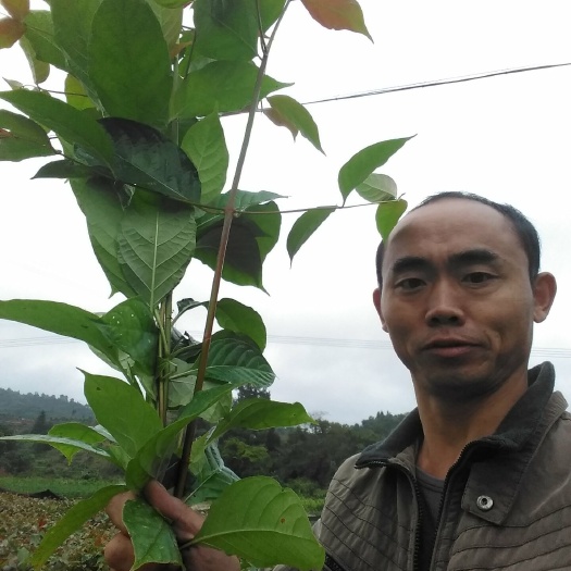钩藤苗  低价甩卖易管理高价药材钩藤金钩藤双钩藤