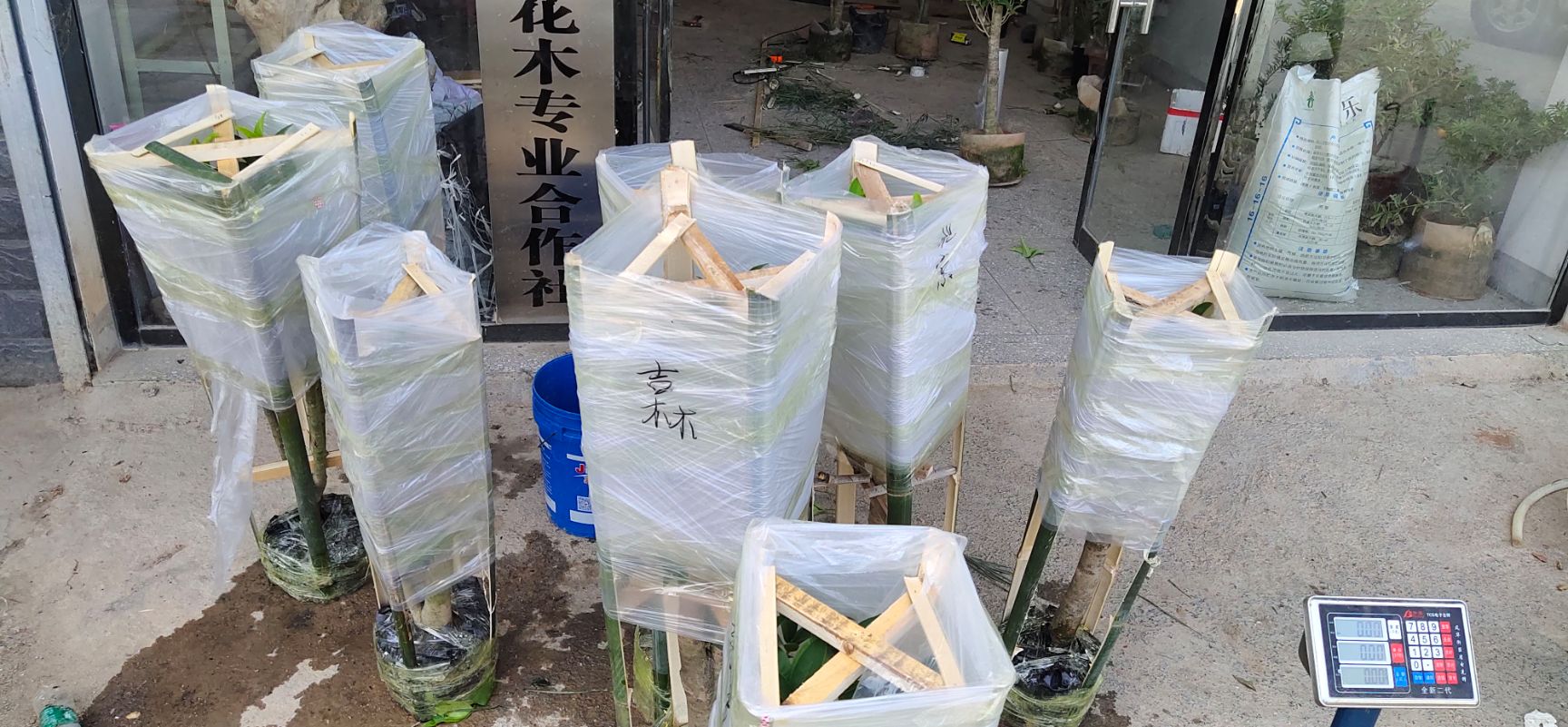 天香台阁  桂花盆景老桩10-15年树龄浓香型