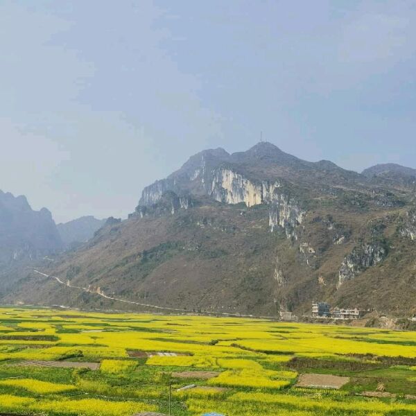 自榨纯菜籽油 乡村种植，做您健康放心油