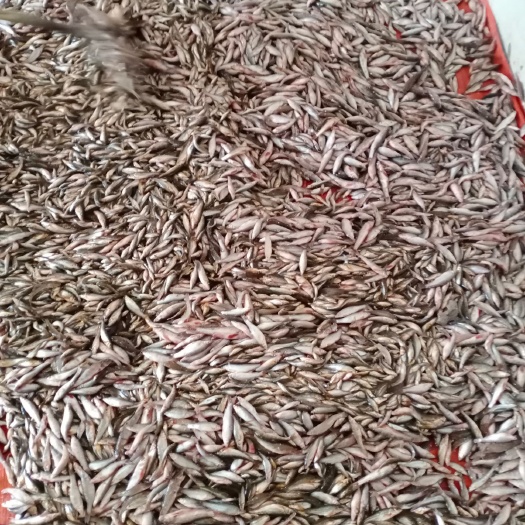广水市冷冻麦穗鱼 新鲜散冻