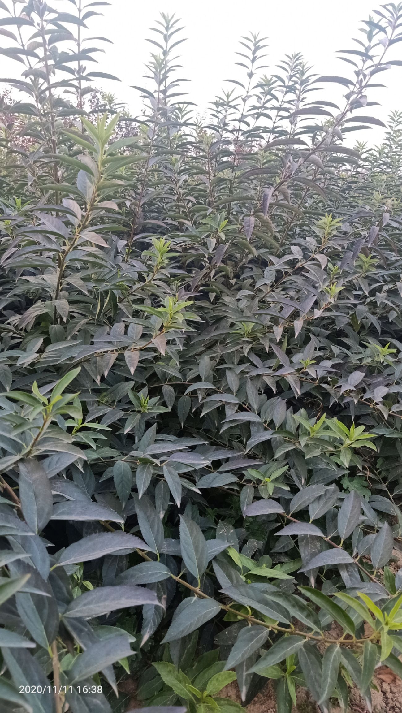 连翘苗 
