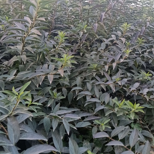 泰安连翘苗 