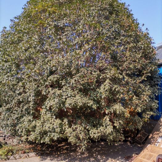 宿迁黄金桂花树 桂花树一棵，胸径约30厘米。