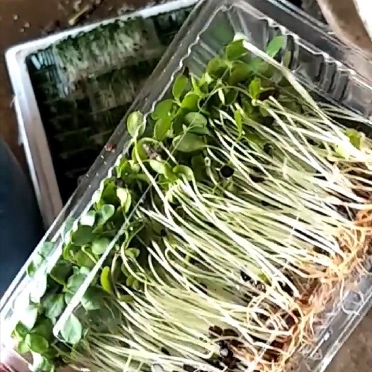 庆云县红油香椿苗  支持全国发货，和技术分享
