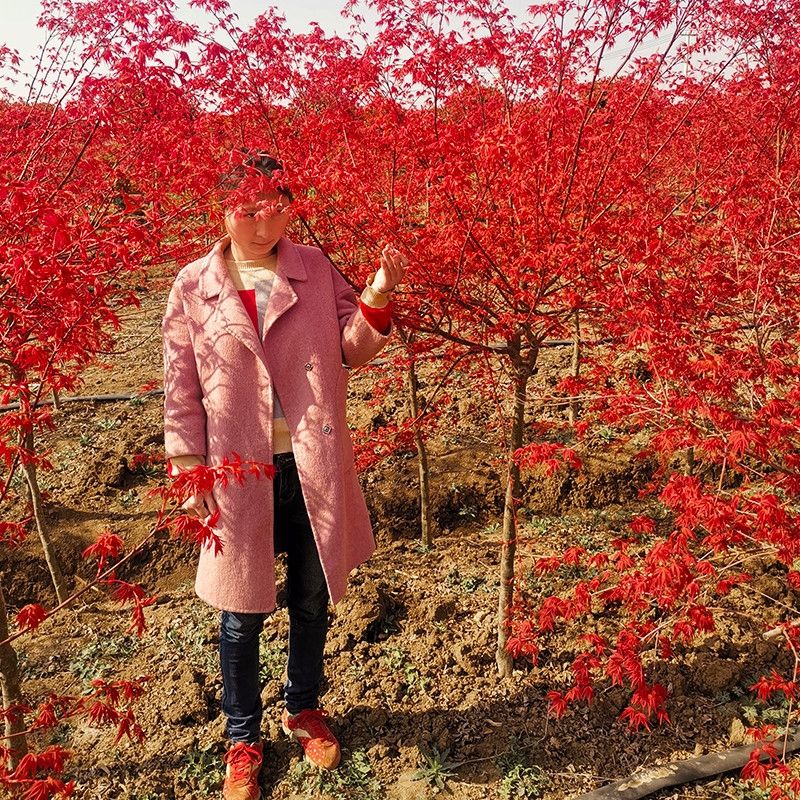 红枫树苗四季中国红日本红舞姬景观盆栽园林绿化苗木庭院耐寒植物