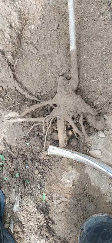 红油香椿苗 香椿苗红油香椿树苗香春树的树苗新鲜盆地栽食用香春芽树香椿树苖