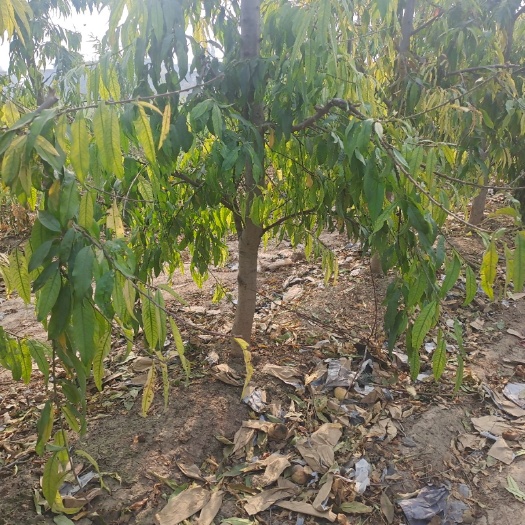 砀山县春美桃苗  占地桃树海量供应  现起现挖保证成活率