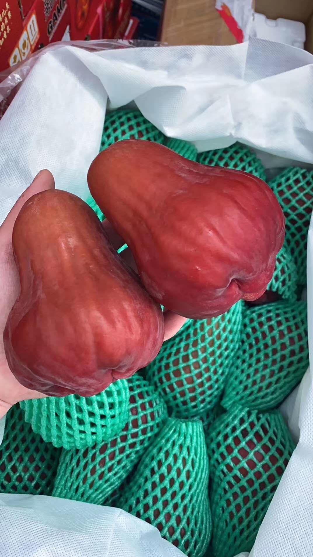 黑糖芭比莲雾苗  蜜风铃黑糖芭比莲雾嫁接苗 基地直销