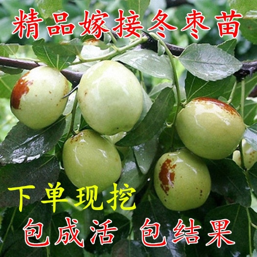 平邑县沾化冬枣苗  枣树苗沾化冬枣