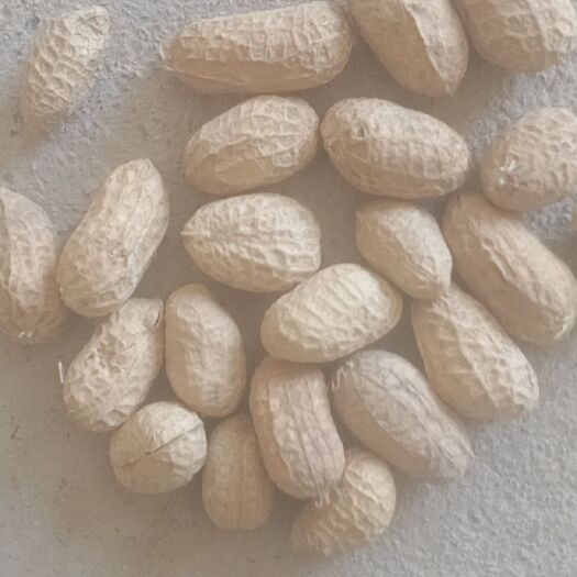 南召县白沙308花生种 人工手捡罗汉种子果