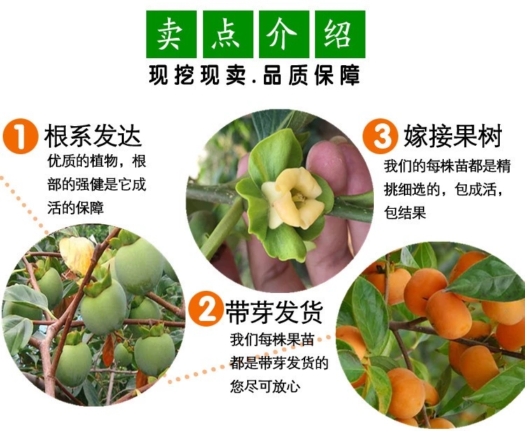 阳丰甜柿苗  自然脱涩 优质嫁接苗 现挖保湿发货 死苗免费补发