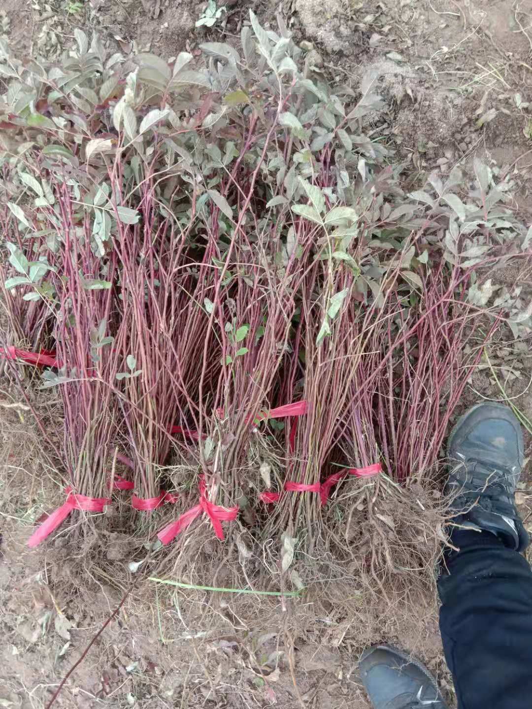冷香玫瑰 （紫枝玫瑰）清香型食用玫瑰 庭院绿植花期长