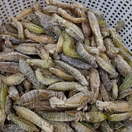 昆明 水蜻蜓