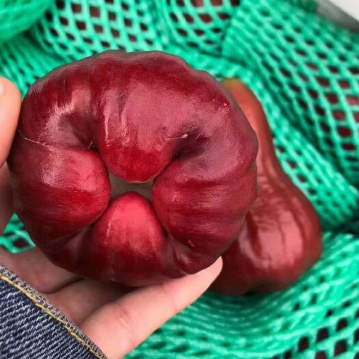 灵山县黑糖芭比莲雾苗  蜜风铃黑糖芭比莲雾嫁接苗 基地直销