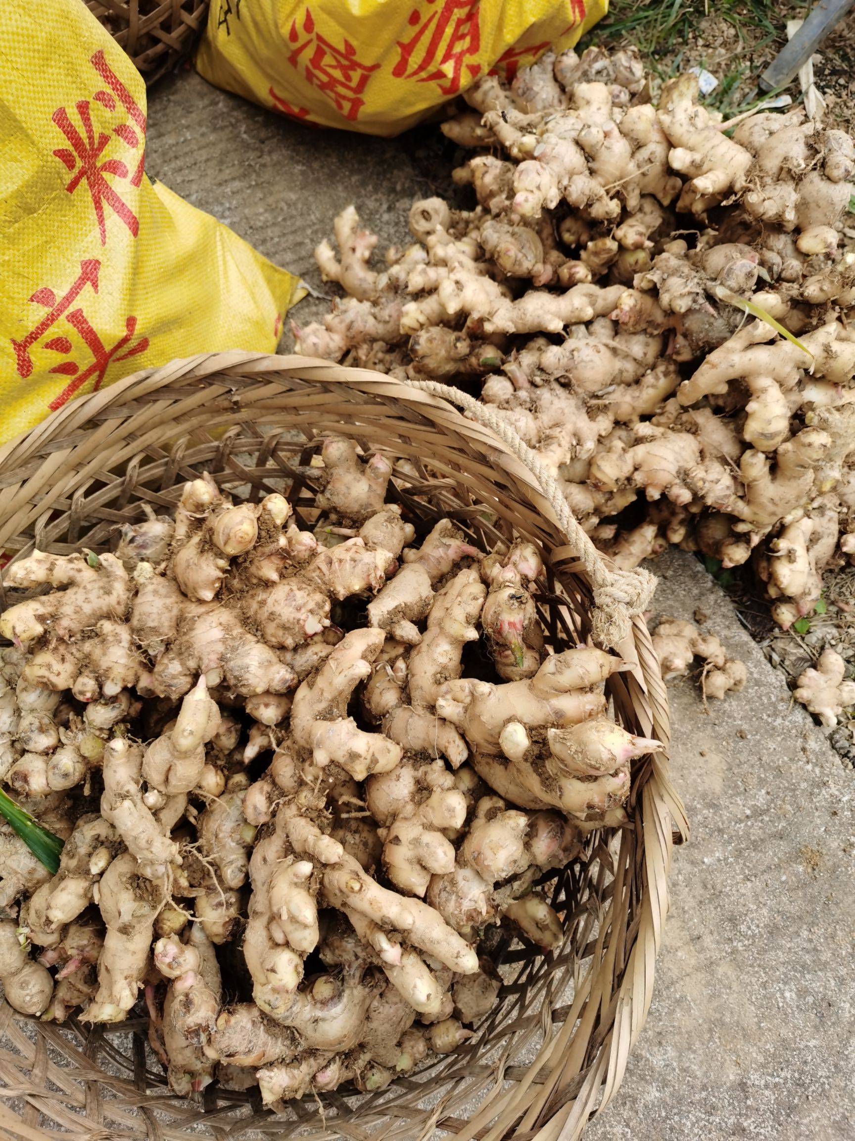 广西农家生姜,肉姜,小黄姜]场地直供,量大从优,品质保证,欢迎咨询