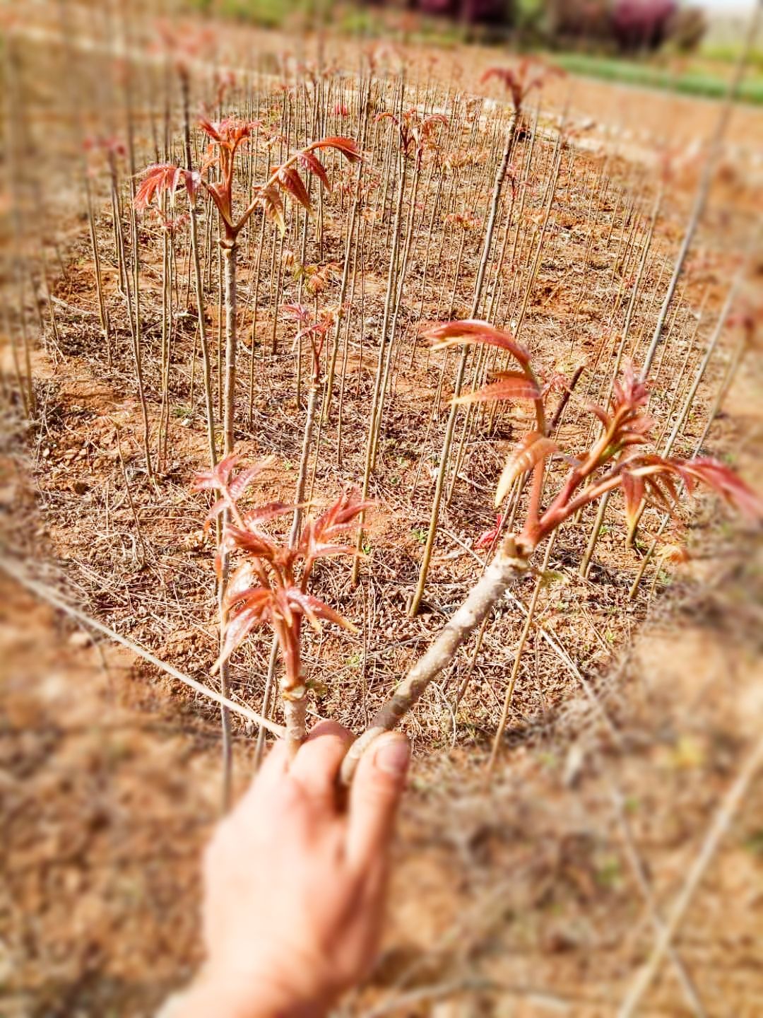 红油香椿苗 香椿苗红油香椿树苗香春树的树苗新鲜盆地栽食用香春芽树香椿树苖