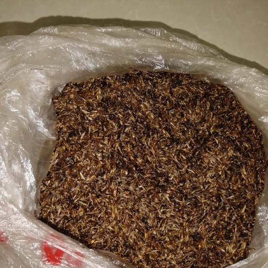 新宾县马蹄金种子 