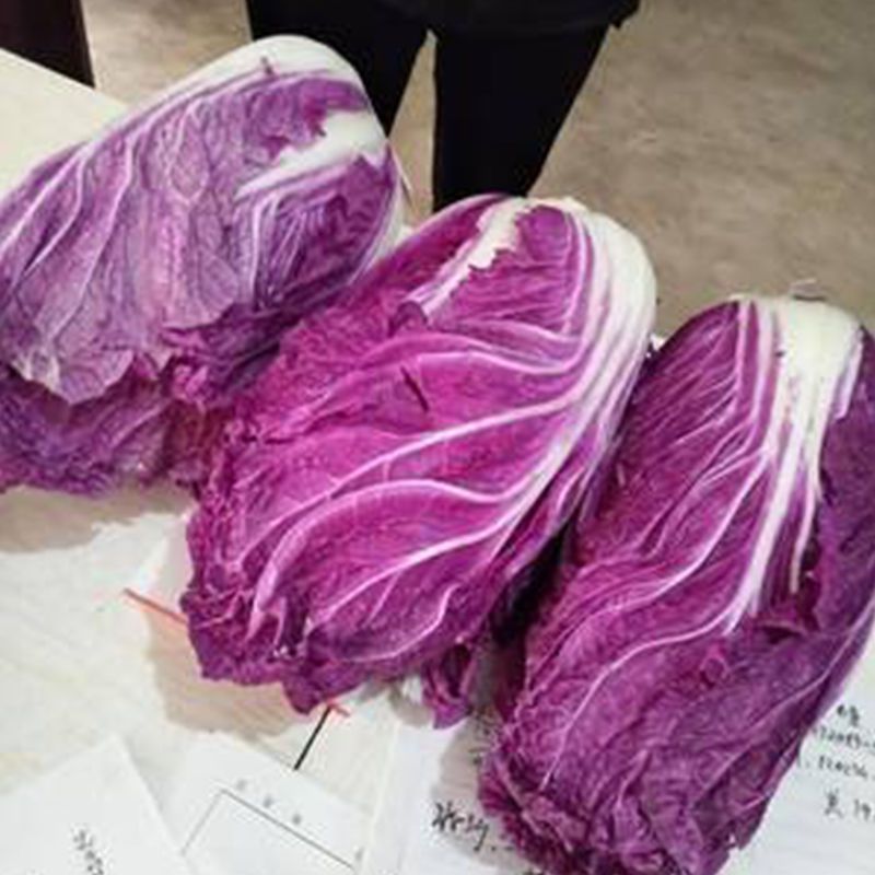 寿光市紫白菜 韩国紫裔大白菜，紫罗兰大白菜