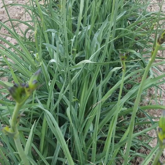 庆城县庆阳黄花菜 大量批发优质黄花菜根（苗）可发物流，快递，偏远地区除外