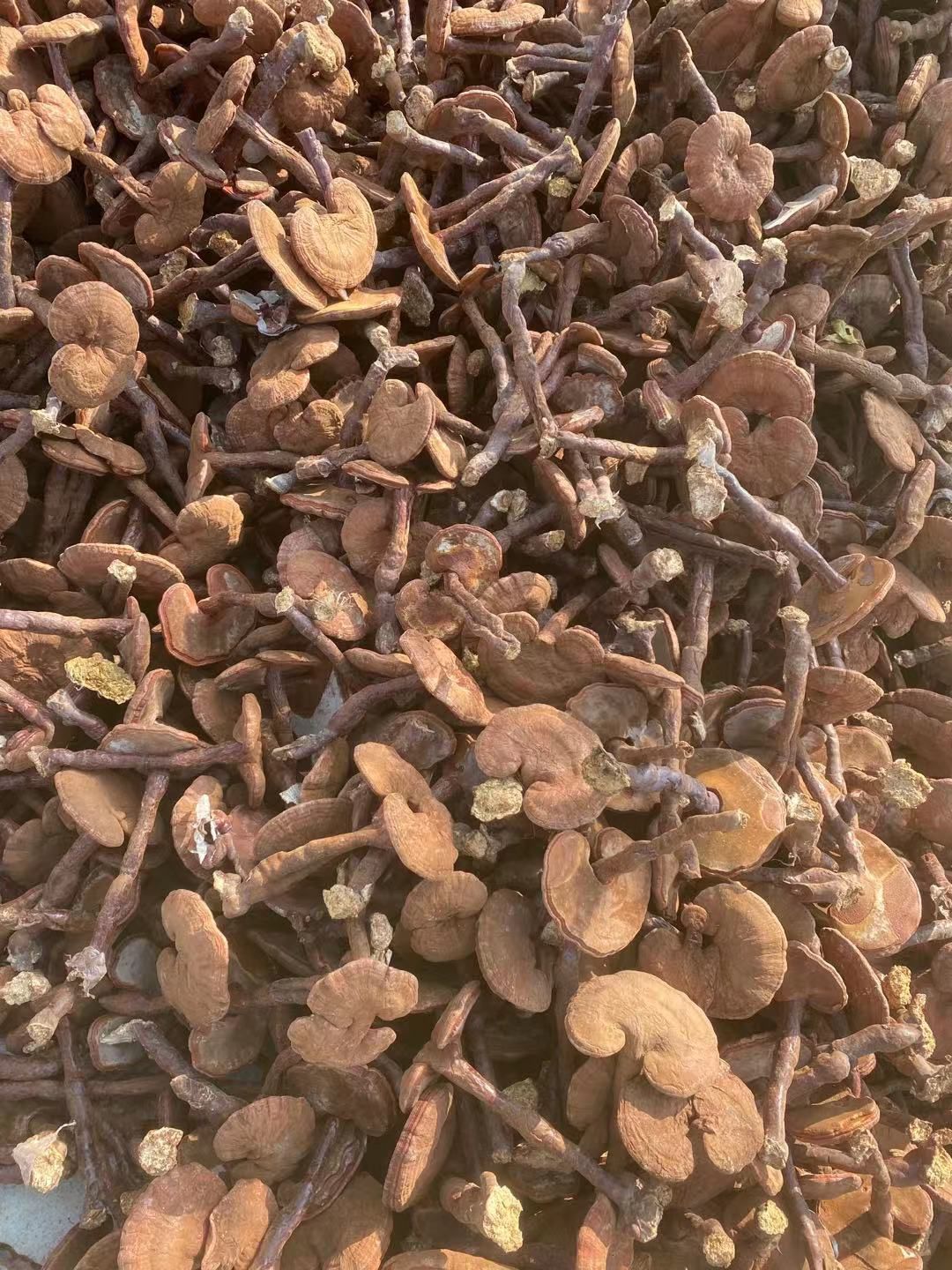 人工灵芝  大别山椴木赤灵芝