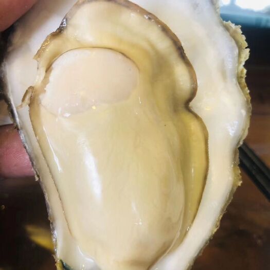 乳山市乳山牡蛎  保质保量，价格优惠，通货，