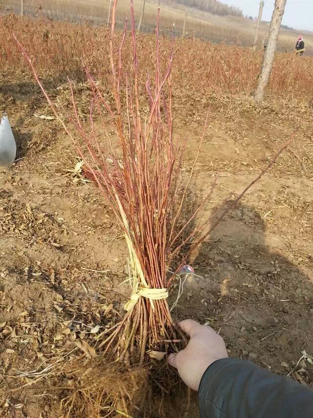 冷香玫瑰 （紫枝玫瑰）清香型食用玫瑰 庭院绿植花期长
