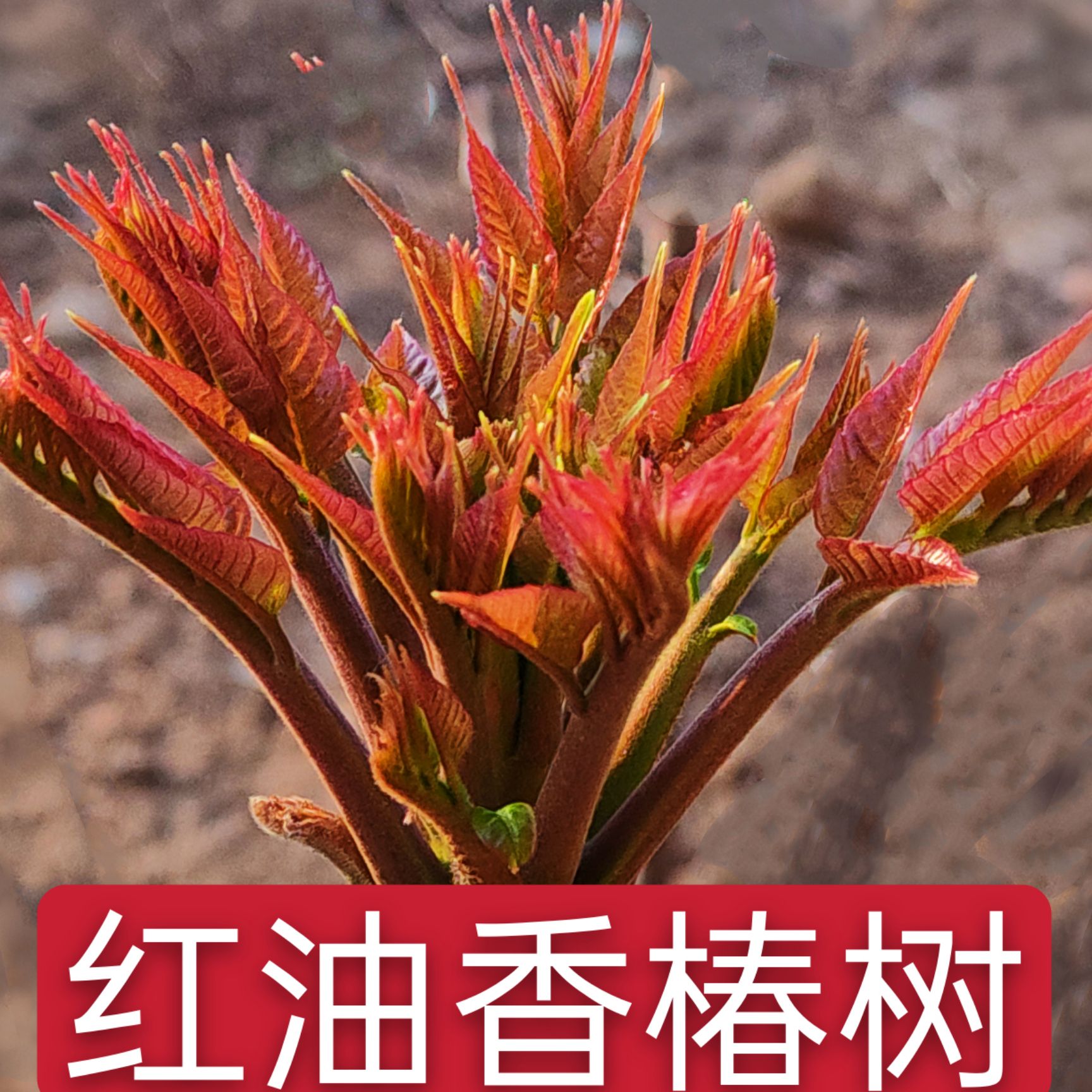 红油香椿苗 香椿苗红油香椿树苗香春树的树苗新鲜盆地栽食用香春芽树香椿树苖