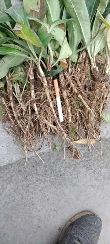 秦艽种子  秦艽苗