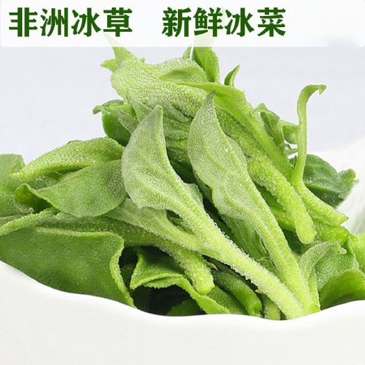寿光市山东冰菜，非洲冰草