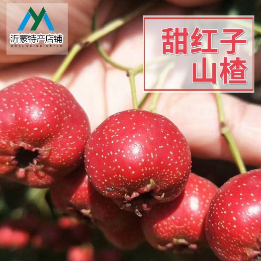 蒙阴县甜红子山楂果！大金星大五棱大棉球！做糖葫芦糖雪球专用！