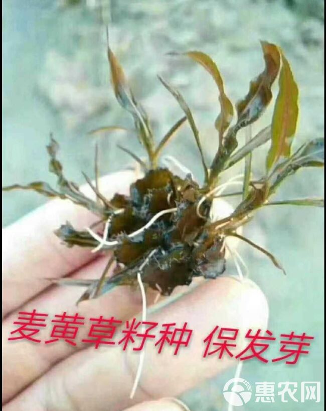 龙虾，闸蟹，鱼专用麦黄草